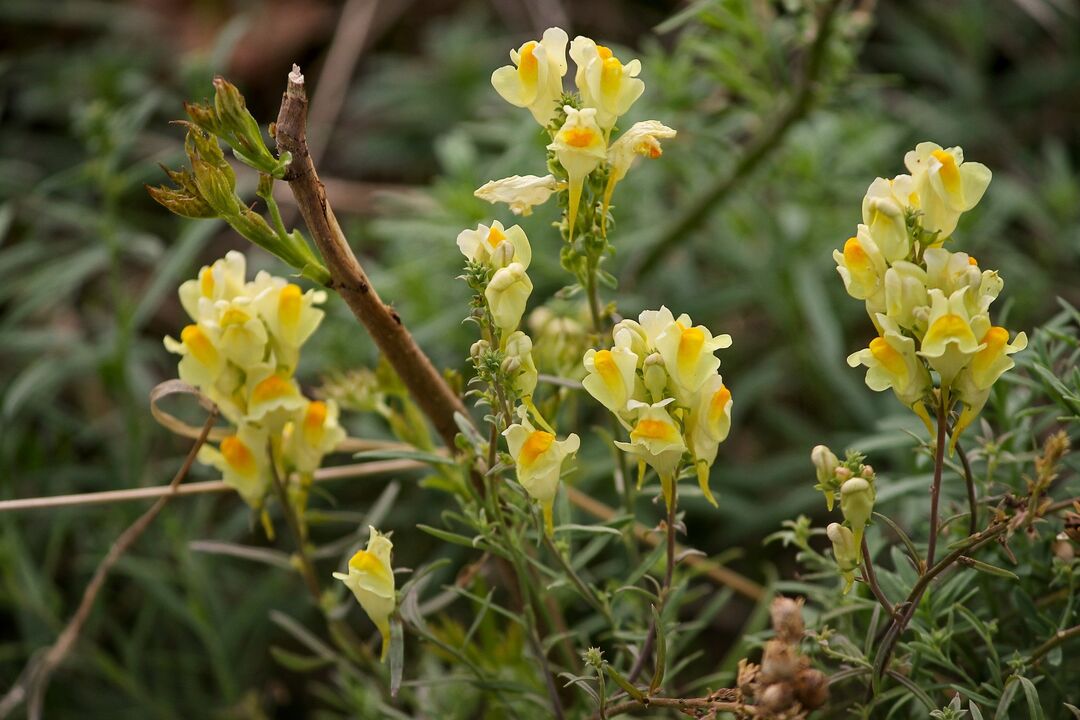 Toadflax plant for treating fungi