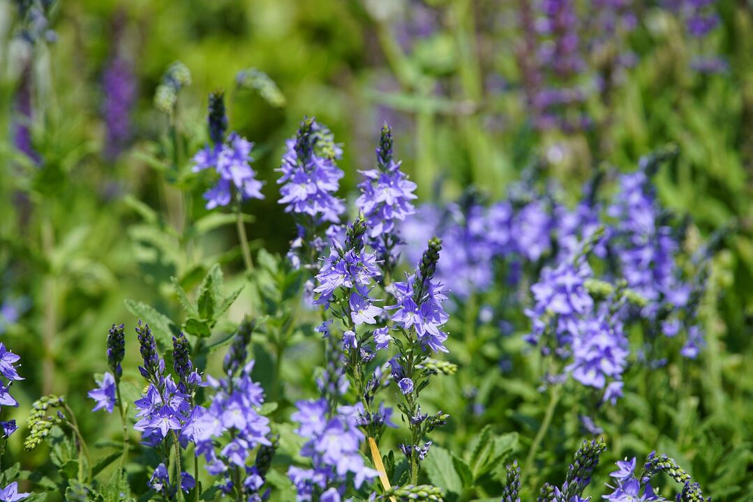 Veronica plant for treating fungus