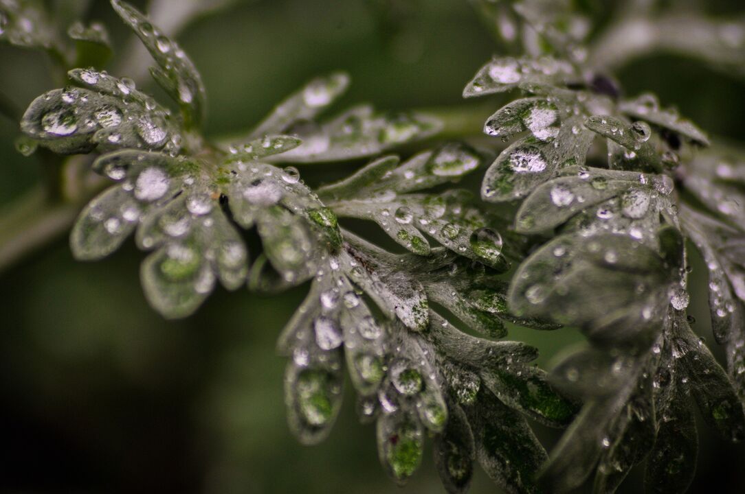 Wormwood plant for treating fungus