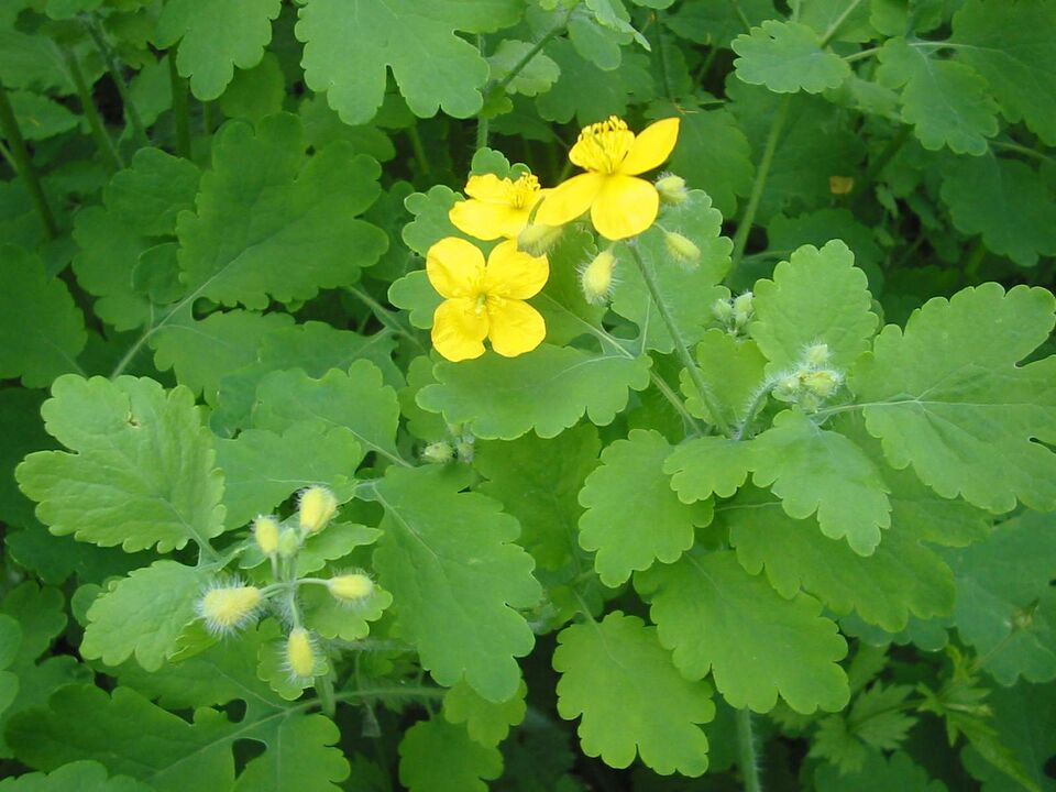 Celandine, which grows everywhere, helps to quickly get rid of toenail fungus